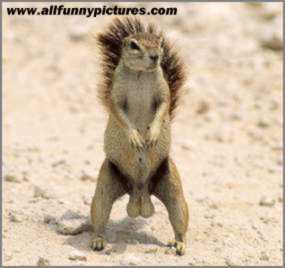 nuts1.jpeg